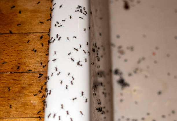  Tangent, OR Pest Control Pros